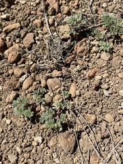 Astragalus pulsiferae