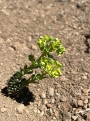Euphorbia crenulata