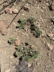 Astragalus pulsiferae