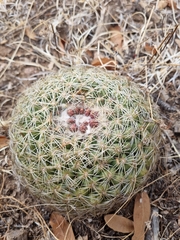 Coryphantha compacta