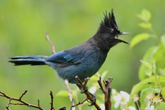 Steller's Jay photo 4
