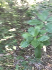 Sideroxylon foetidissimum