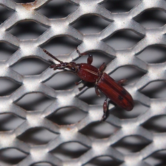 Trachelizus