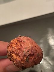 Exsudoporus floridanus