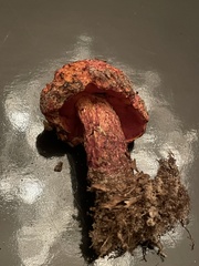 Exsudoporus floridanus