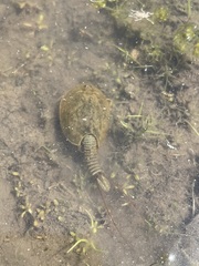 Lepidurus cryptus