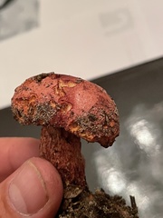 Exsudoporus floridanus