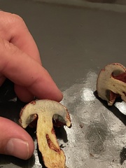 Exsudoporus floridanus