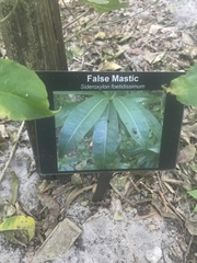 Sideroxylon foetidissimum