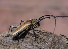 Juiaparus mexicanus