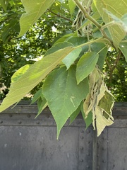 Broussonetia papyrifera