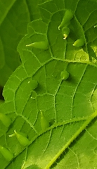 Celticecis spiniformis