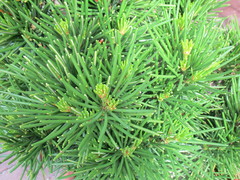 Sciadopitys verticillata
