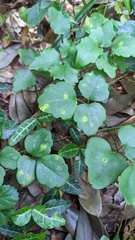Puccinia cymbiformis