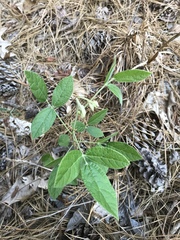 Rhynchosia tomentosa