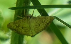 Evergestis pallidata