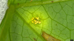 Puccinia cymbiformis