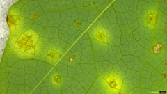 Puccinia cymbiformis