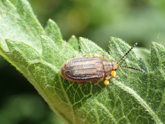 Ophraella notata