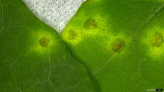 Puccinia cymbiformis