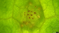 Puccinia cymbiformis