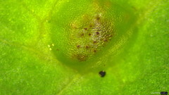 Puccinia cymbiformis