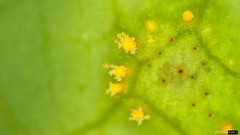 Puccinia cymbiformis