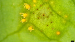 Puccinia cymbiformis