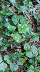 Puccinia cymbiformis