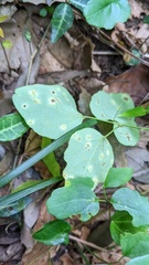 Puccinia cymbiformis