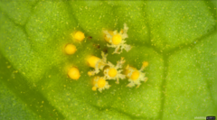 Puccinia cymbiformis