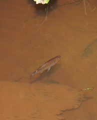 Moenkhausia oligolepis