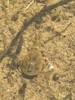 Cryptic Tadpole Shrimp - Photo (c) Matt Berger, some rights reserved (CC BY), uploaded by Matt Berger