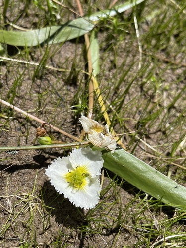 California damsonium (Damasonium californicum)