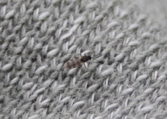 Culicoides impunctatus