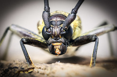 Juiaparus mexicanus