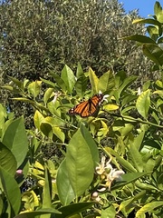 Danaus plexippus