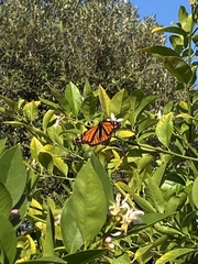 Danaus plexippus
