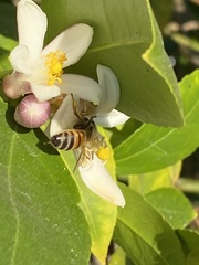Apis mellifera