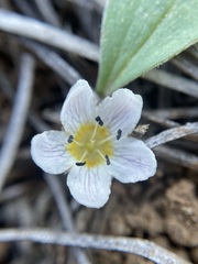 Hesperochiron pumilus