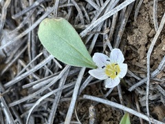 Hesperochiron pumilus