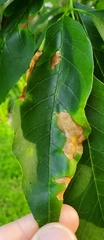 Botryosphaeriales