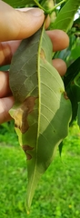 Botryosphaeriales