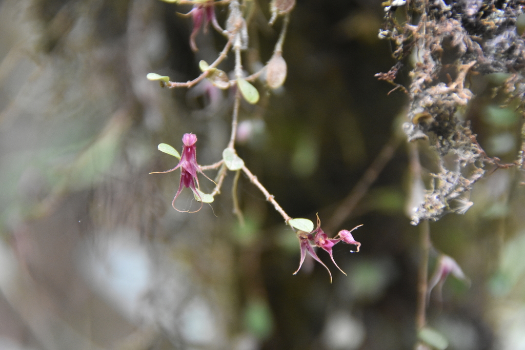 Gravendeelia chamaelepanthes
