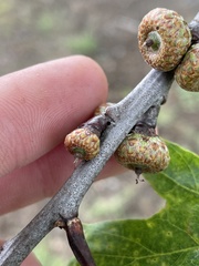 Callirhytis medularis