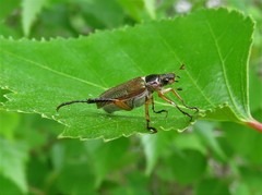 Dichelonyx elongatula