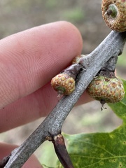 Callirhytis medularis