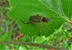 Dichelonyx elongatula