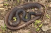 Whipsnakes - Photo (c) johnwilliams, some rights reserved (CC BY-NC), uploaded by johnwilliams