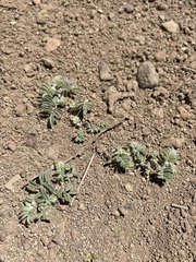 Astragalus pulsiferae